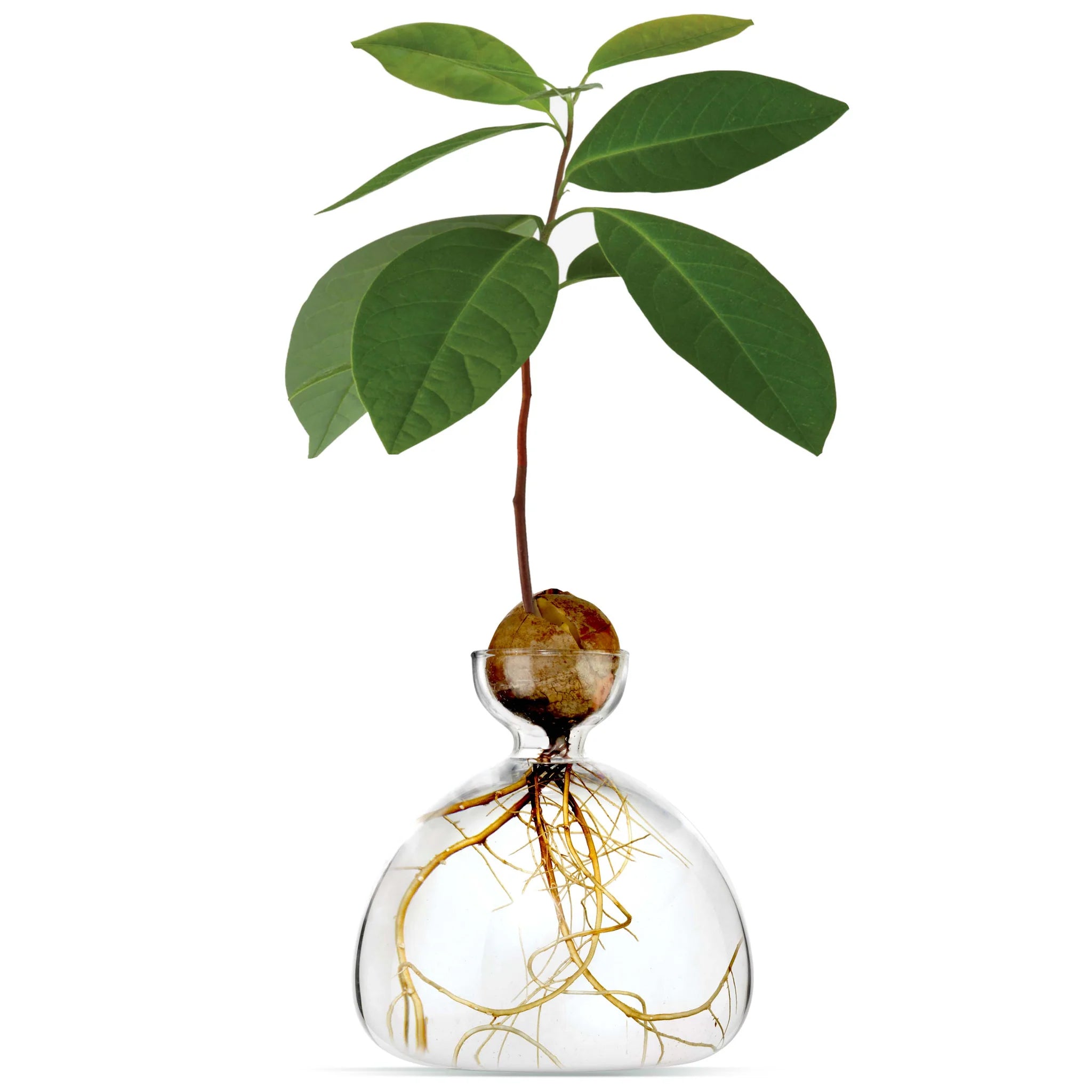 Keimglas, Avodcado Ilex Vase