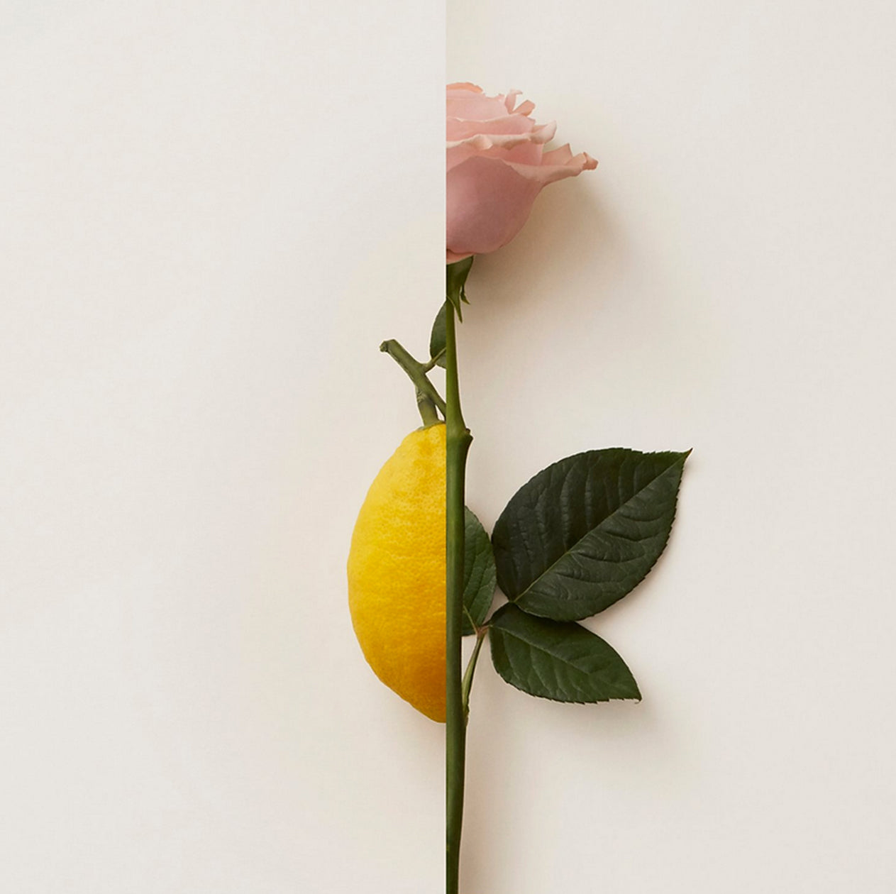 Rosa-Limone-New-Notes_3