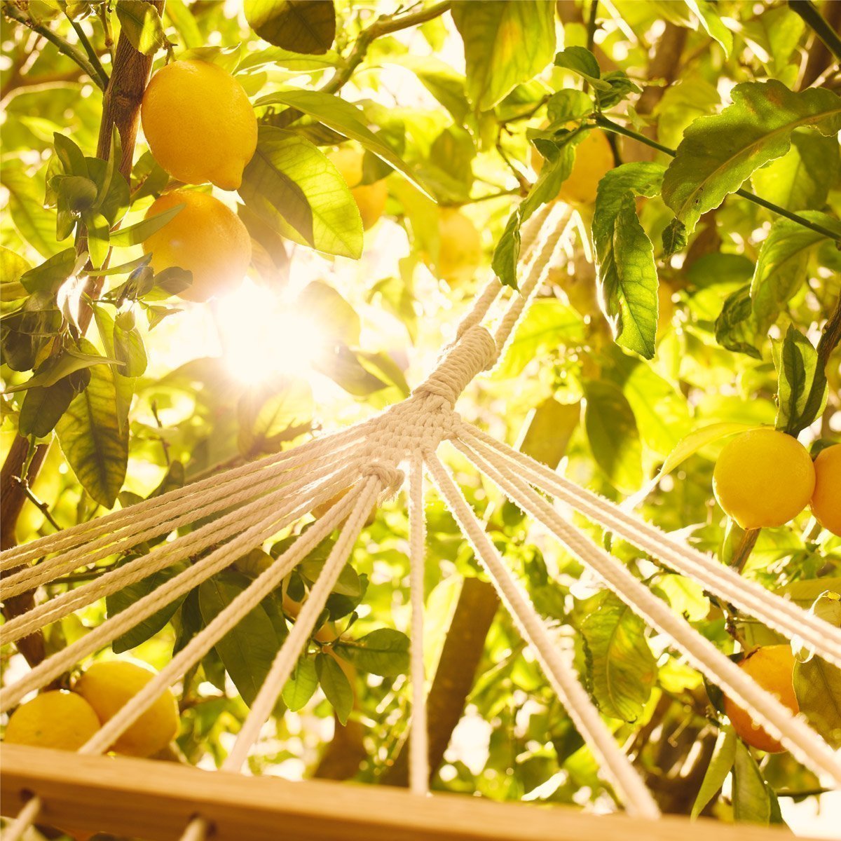 UNDER-THE-LEMON-TREES